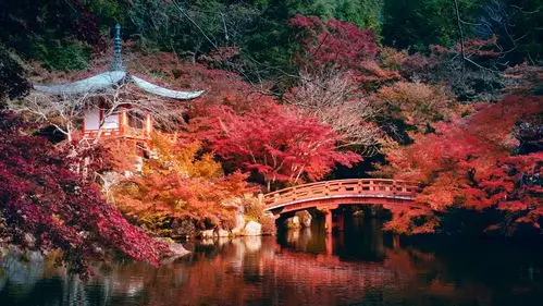 2019.11日本关西赏红枫