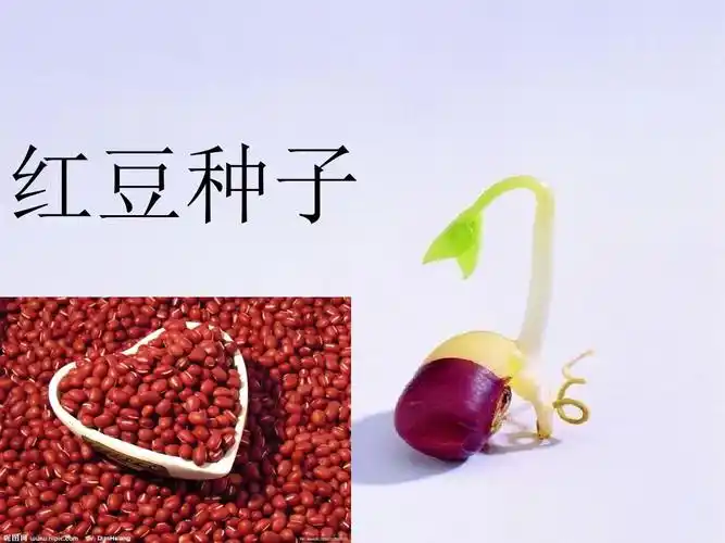 各种各样的种子