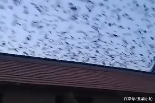 黑压压一片!天空大片鸟群飞掠而过:似电影特效