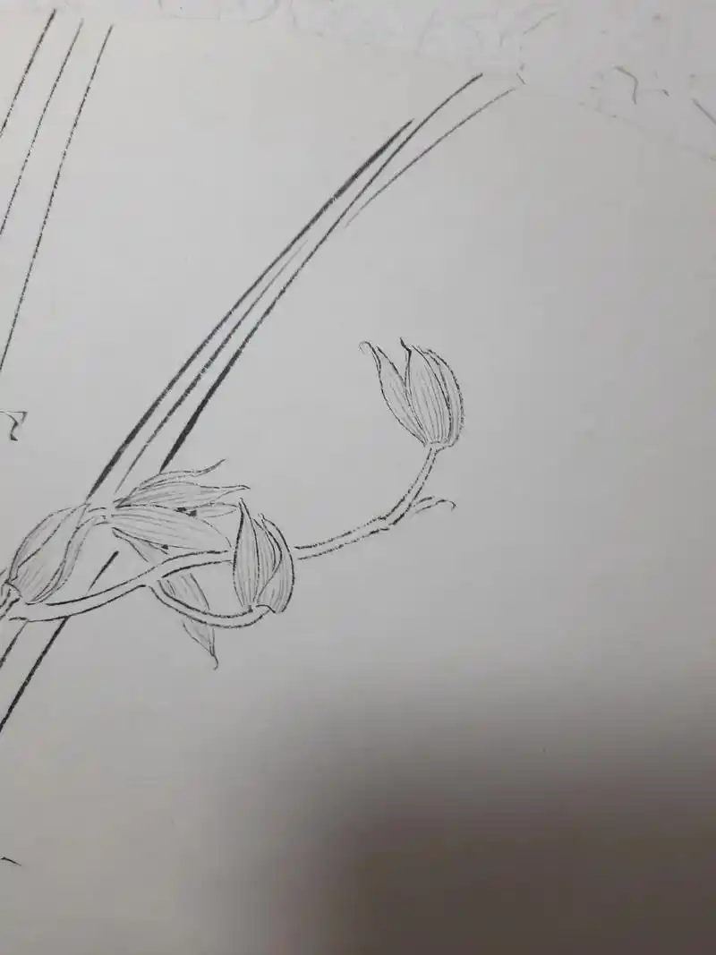 白描写生兰花#白描 #国画教程 #国画  - 抖音