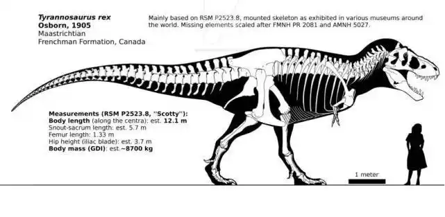 鸟叫,羽毛,群居,霸王龙的真实形象可能超越我们的理解