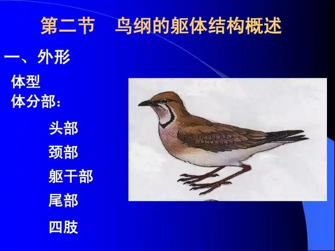 课件 第二节 一,外形 体型 体分部: 头部 颈部 鸟纲的躯体结构概述