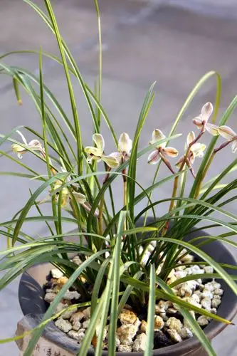 【莲瓣兰】滇梅