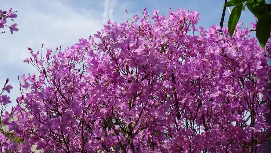 一棵紫红色杜鹃花树