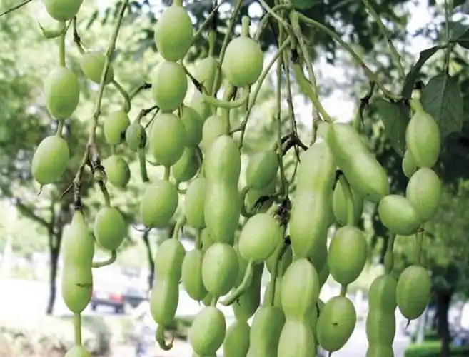 槐树结的果实是豆荚状的,很像我们吃的宽宽的豆角,长长的,一串一串的.