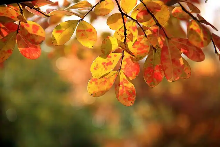 紫薇叶红染深秋