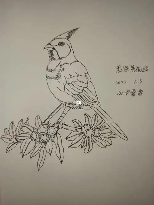 线稿57黑冠黄雀鹀