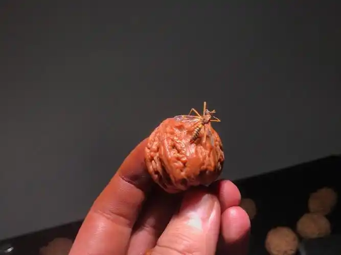 好物推荐纯野生小众小地雷