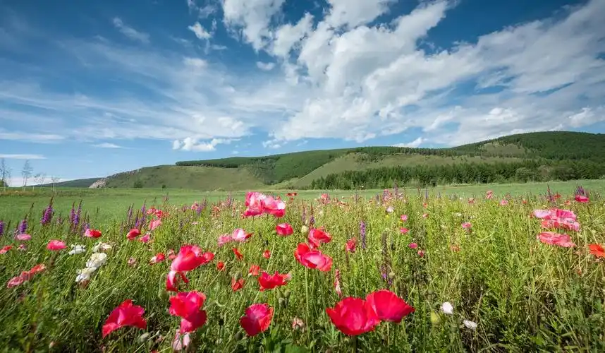 川西赏花胜地大全那些美哭了的高原花海你都去过几个