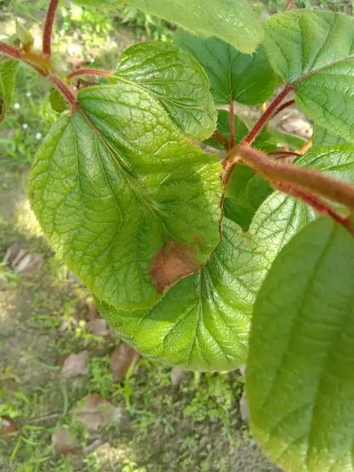 请问孙老师软枣猕猴桃叶子干边是什么情况