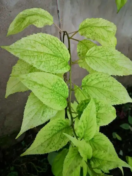 弥猴桃叶子成这颜色什么原因用什么药好