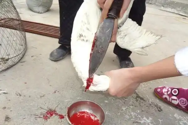 怎么杀鸭最简单最快杀鸭子怎么脱毛快而干净