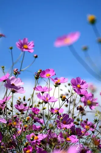 七彩云南自驾之旅格桑花篇