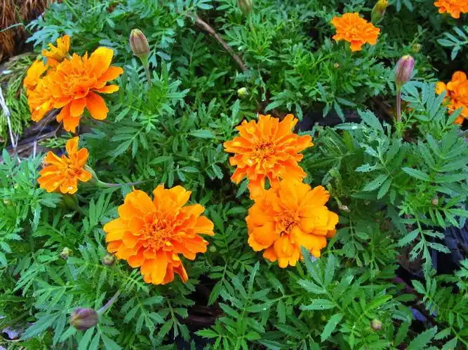 又臭又好看的臭菊花金娃娃做陪