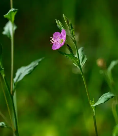 【首发】粉花月见草