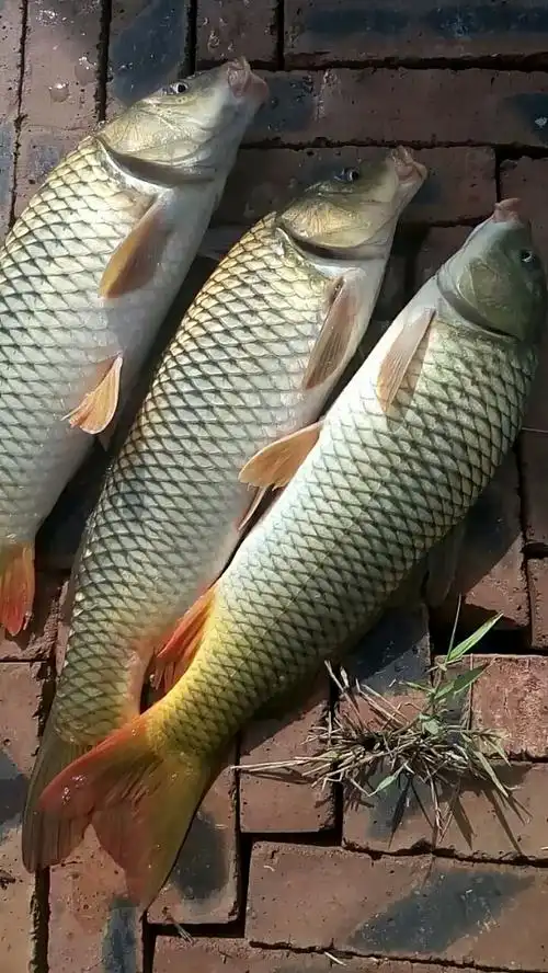 野生大鲤鱼看看多漂亮