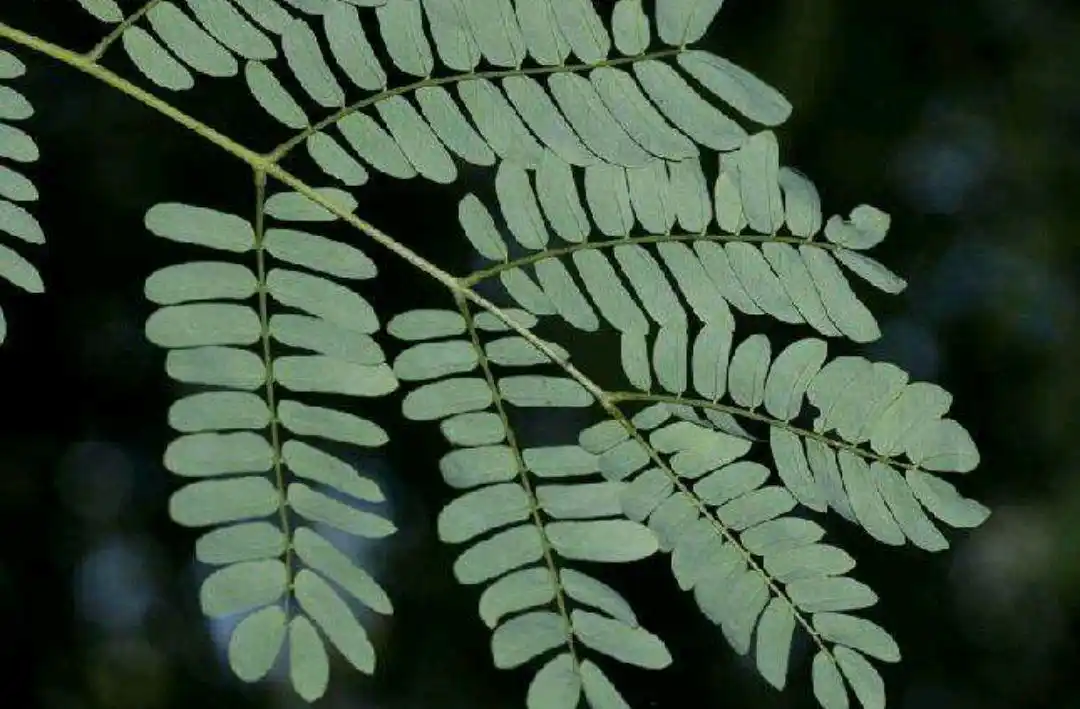 针管笔线描练习,超简单五步手绘奇数羽状复叶