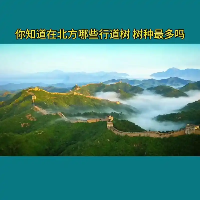 99北方行道树种推荐.