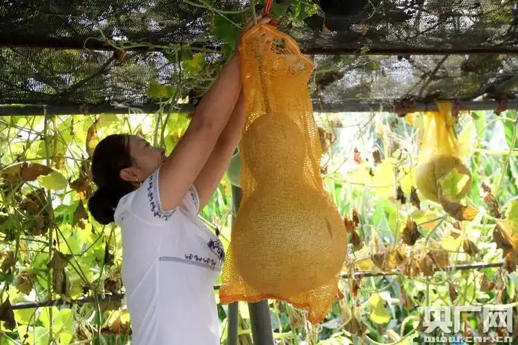 新疆玛纳斯县农民种出巨型葫芦