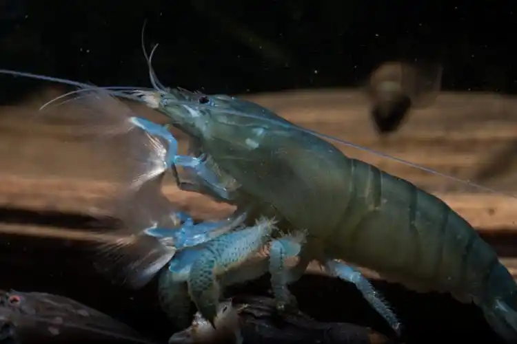 陆续清缸广州越秀出非洲巨型网球虾