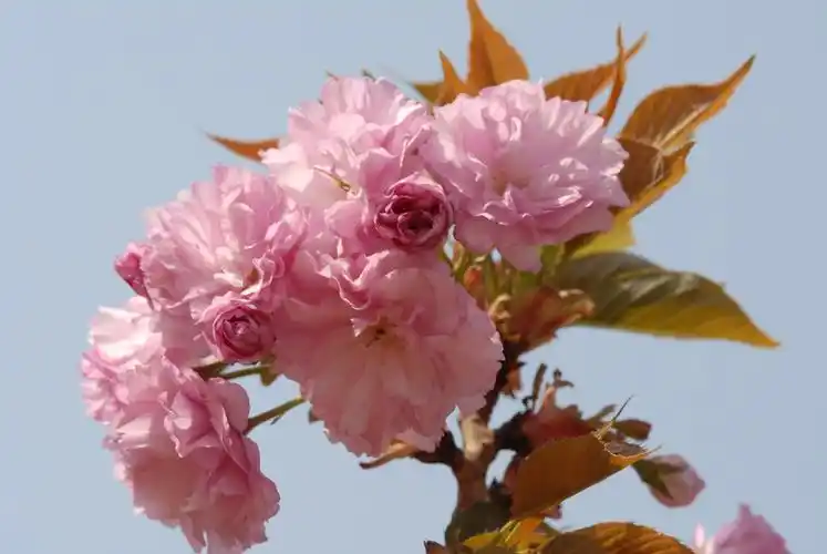 春天的花朵15-八重紫樱