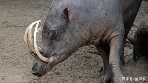 盘点世界上牙齿最长的动物 非洲象稳居第一宝座!