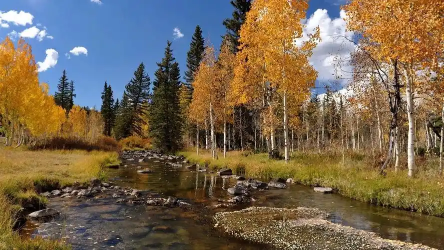 秋天阳光森林唯美自然风光,高清图片,电脑桌面-壁纸族