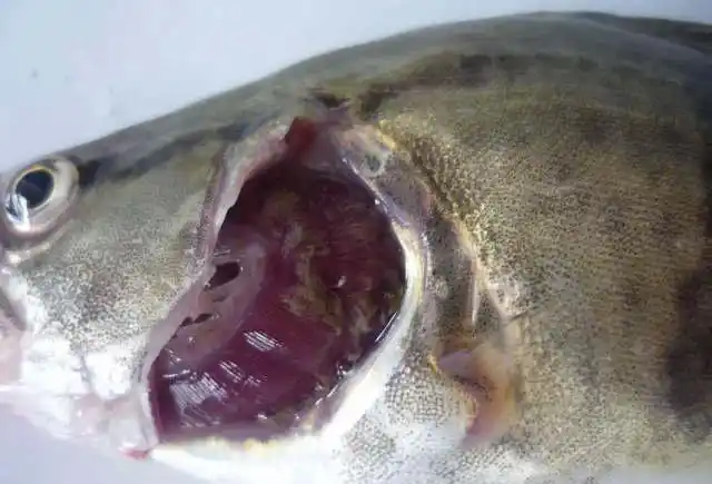 观赏鱼常见病配图版