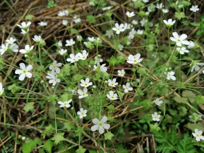 点地梅是报春花科点地梅属,一年生或二年生草本植物,花期02月至04月.