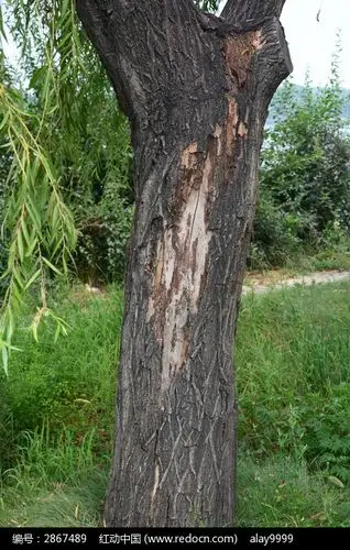 一根粗粗的柳树树干