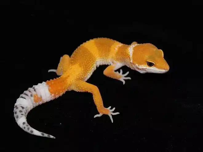 个体交流0825豹纹守宫限时66折最后一批