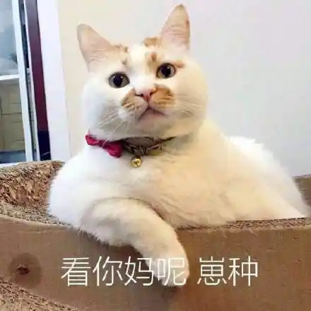 啊哇的一声哭出来猫咪热门表情包精选20170829斗图表情