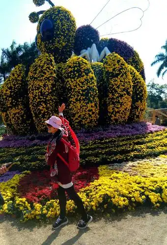 深圳东湖公园菊花展拍照留念 二>