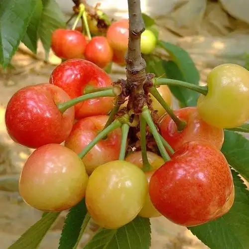 樱桃大仙 /雷尼/特选大果 珍品限量20箱 298元五斤顺丰包邮