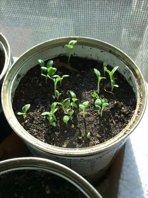 用植物为生活写日记!