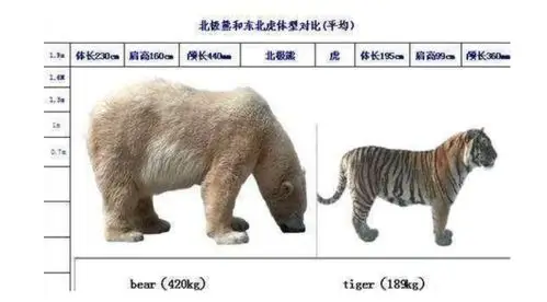 东北虎碾压北极熊看完体测数据还是乖乖回家吧