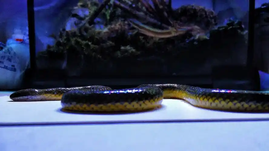 铅色水蛇标本
