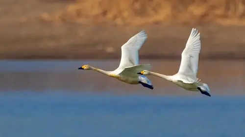 飞版白天鹅一南海子公园 - 美篇