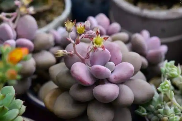 桃美人喜欢充足的光照环境,但是夏季的时候需要半遮阴