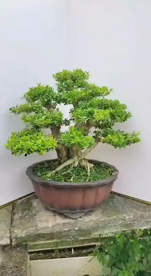 超级矮霸瓜子黄杨盆景成熟度很高铝丝全部拆掉黄杨养到这种程度实属