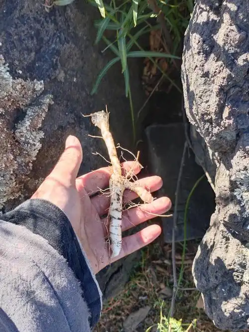 黄精,壮筋骨,益精髓,变白发:黄精,苍术各四斤,枸杞根,柏叶各五斤,天门