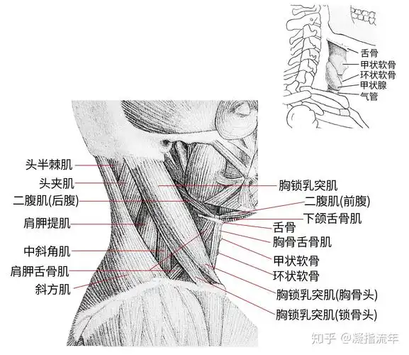 坚持学画:人体结构之肌肉部分——颈肌 - 知乎