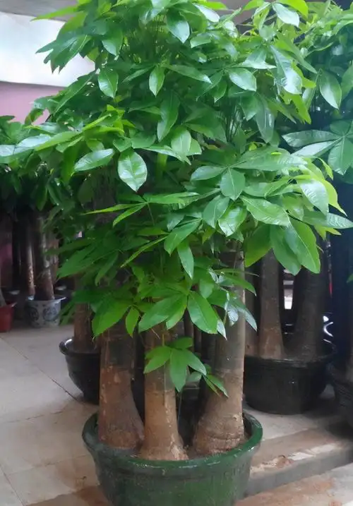 盆栽大型发财树掌控住这4个细节才不会黄叶又烂根