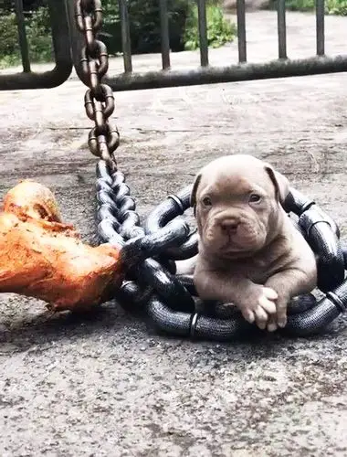 原创狗主重金买猛犬,并用手臂粗的铁链拴着,当看到狗时,我笑了!