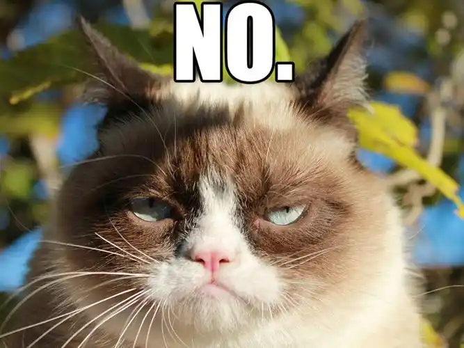 "不爽猫"身价超6亿元 呆萌臭脸爆红网络