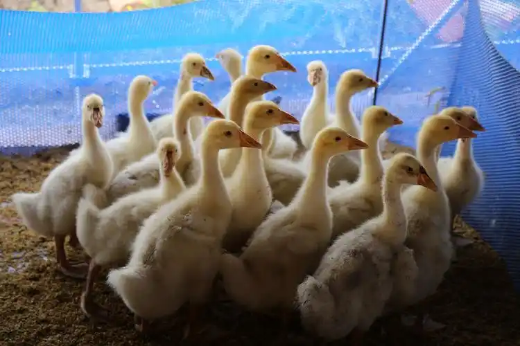 原创古里镇加紧做好家禽家畜春季防疫工作