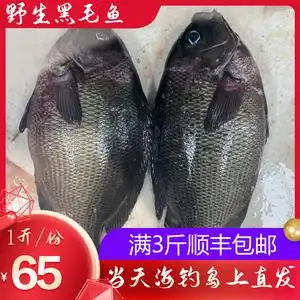 舟山野生海钓黑毛鱼斑鱾鱼菜毛鱼粗鳞黑毛鱼瓜子鱲鱼新鲜海鱼1斤