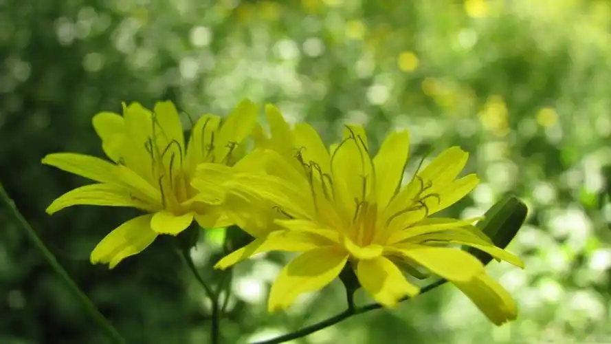 唯美意境花卉图片治愈系小清新桌面壁纸图片