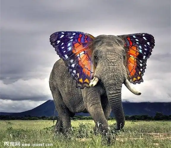 国外ps大牛的作品,看看这些动物是由哪两种动物合成的!