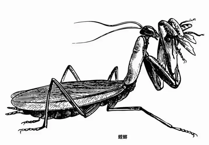 昆虫螳螂线描写生年龄810岁